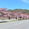 県道２０９号線沿いの桜並木