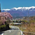 県道18号線中沢地区のしだれ桜