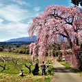 写真: 南吉瀬のしだれ桜