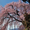 写真: 南吉瀬の枝垂れ桜