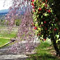 写真: 椿と枝垂れ桜