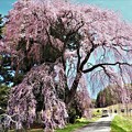 写真: 中沢吉瀬の南吉瀬の枝垂れ桜