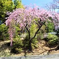 境内で咲く枝垂れ桜
