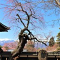 樹齢約３００年の枝垂れ桜