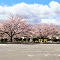 写真: 駐車場の桜並木