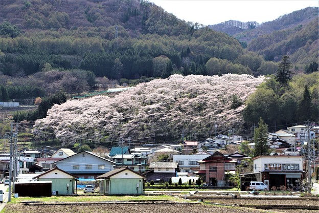 千本桜の西山公園