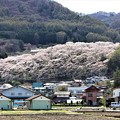 千本桜の西山公園