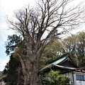 写真: 欅の大木