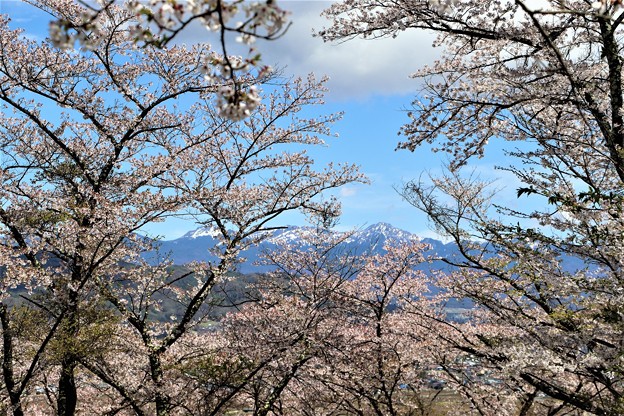 桜の隙間から八ヶ岳