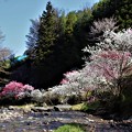 写真: 百々目木川沿いに咲く花桃