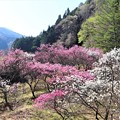 斜面に咲く花桃