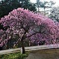 写真: 枝垂れ花桃