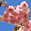 フゲンソウ桜
