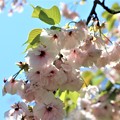 イチヨウ桜