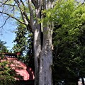 写真: 欅の大木