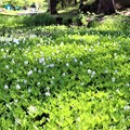写真: ミツガシワの咲く御池