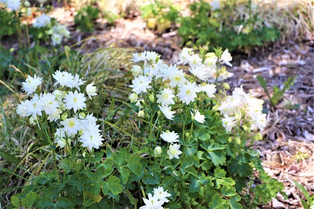 白花八重咲きオダマキ