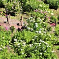 写真: 斜面に咲くアジサイ
