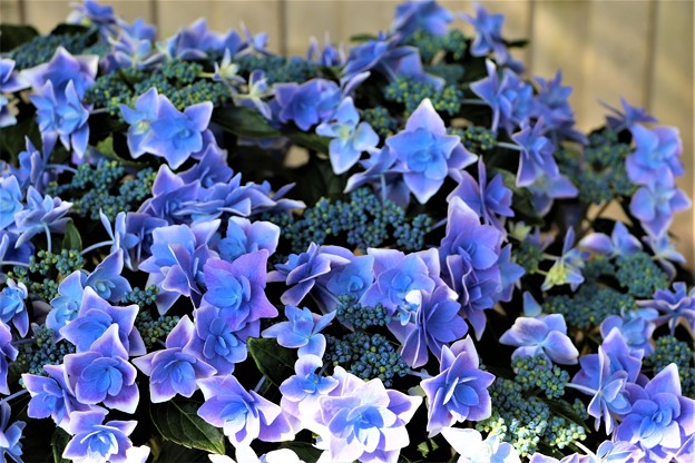 紫陽花-金平糖ブルー