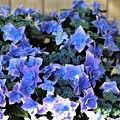 写真: 紫陽花-金平糖ブルー