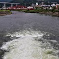 写真: 天竜川への放流