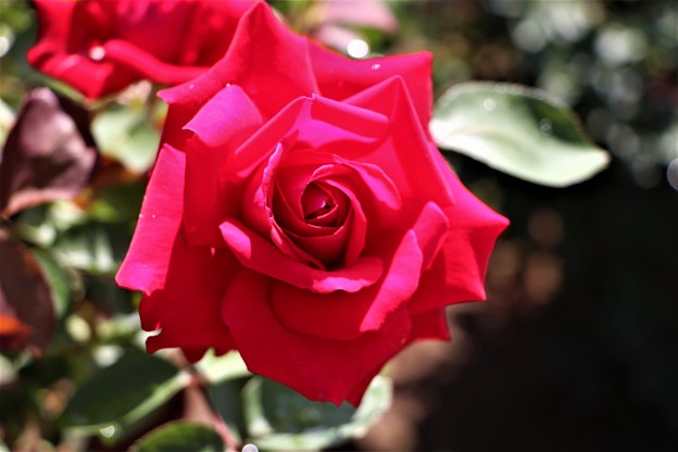 写真: 薔薇「メリナ」