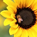 写真: 忙しく働くミツバチ