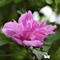 写真: 八重咲きムクゲ