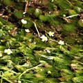 写真: 梅花藻