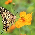 写真: コスモスにアゲハ蝶