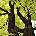写真: 黄金のアカシアの大木