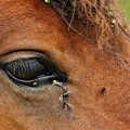 写真: 木曽馬の優しい瞳