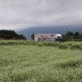 写真: 蕎麦畑と中央道を走るトラック