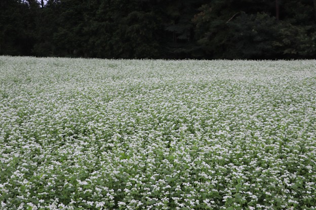 小さな白い花の絨毯