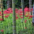竹林で咲く彼岸花