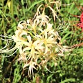 白花ヒガンバナ