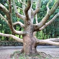 写真: 大木のタブノキ