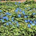 写真: ヘブンリーブルーの花畑