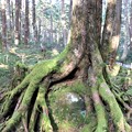 岩を包み込むこコメツガの古木