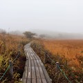 Photos: 濃霧の散策路
