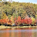写真: 女神湖畔の紅葉