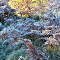 写真: 蕨の葉に着いた霜