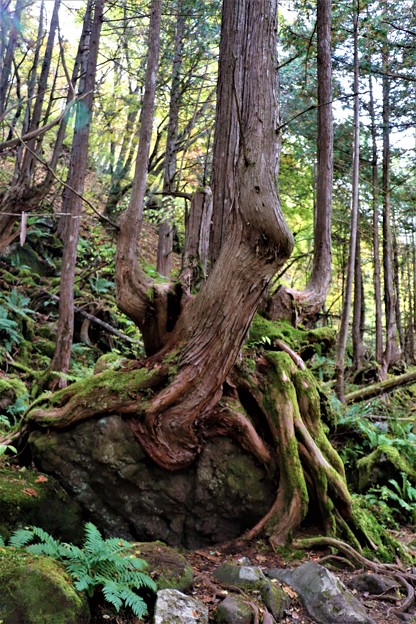 写真: 岩を包み込む様な原生林の古木