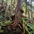 岩を包み込む様な原生林の古木