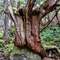 写真: 岩に覆い被さる原生林の古木