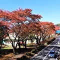 写真: ソフトボール公園の桜並木