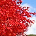 写真: 真っ赤な紅葉