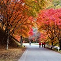紅葉に囲まれた散策路