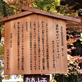 Photos: 天然記念物「霊松寺オハツキイチョウ」