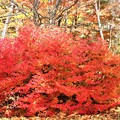 林の中の紅葉